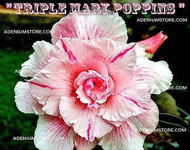 Adenium Obesum \'Triple Mary Poppins\' 5 Seeds